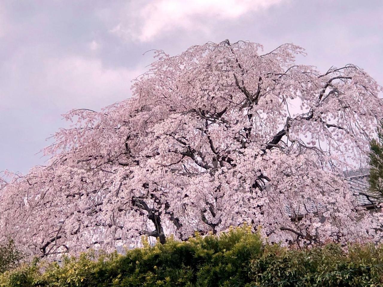 Hostel Kyoto Arashiyama Muko المظهر الخارجي الصورة